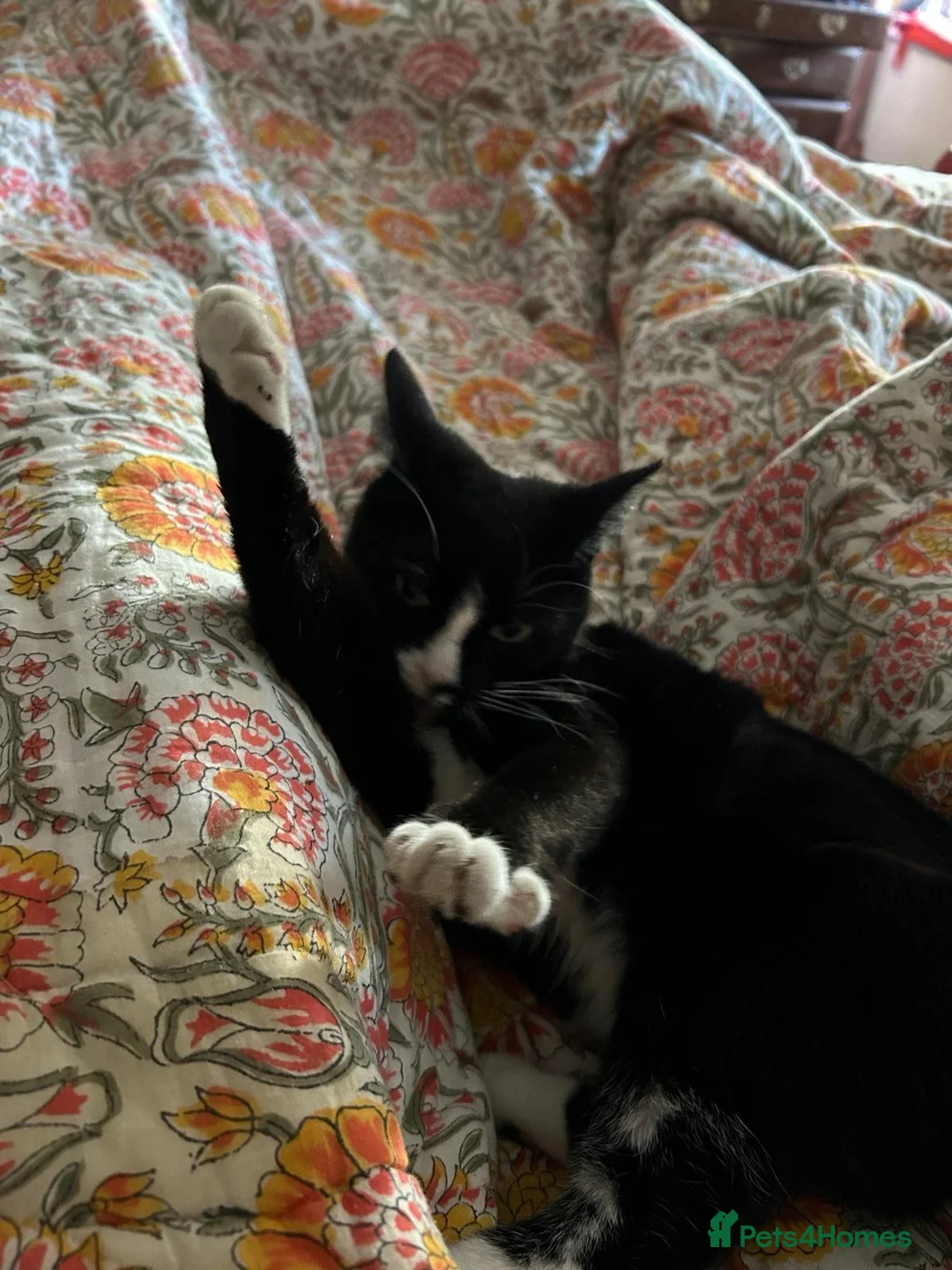 British Shorthair cats for sale: British Shorthair - Mother and Son Re-Home  - Advert 5