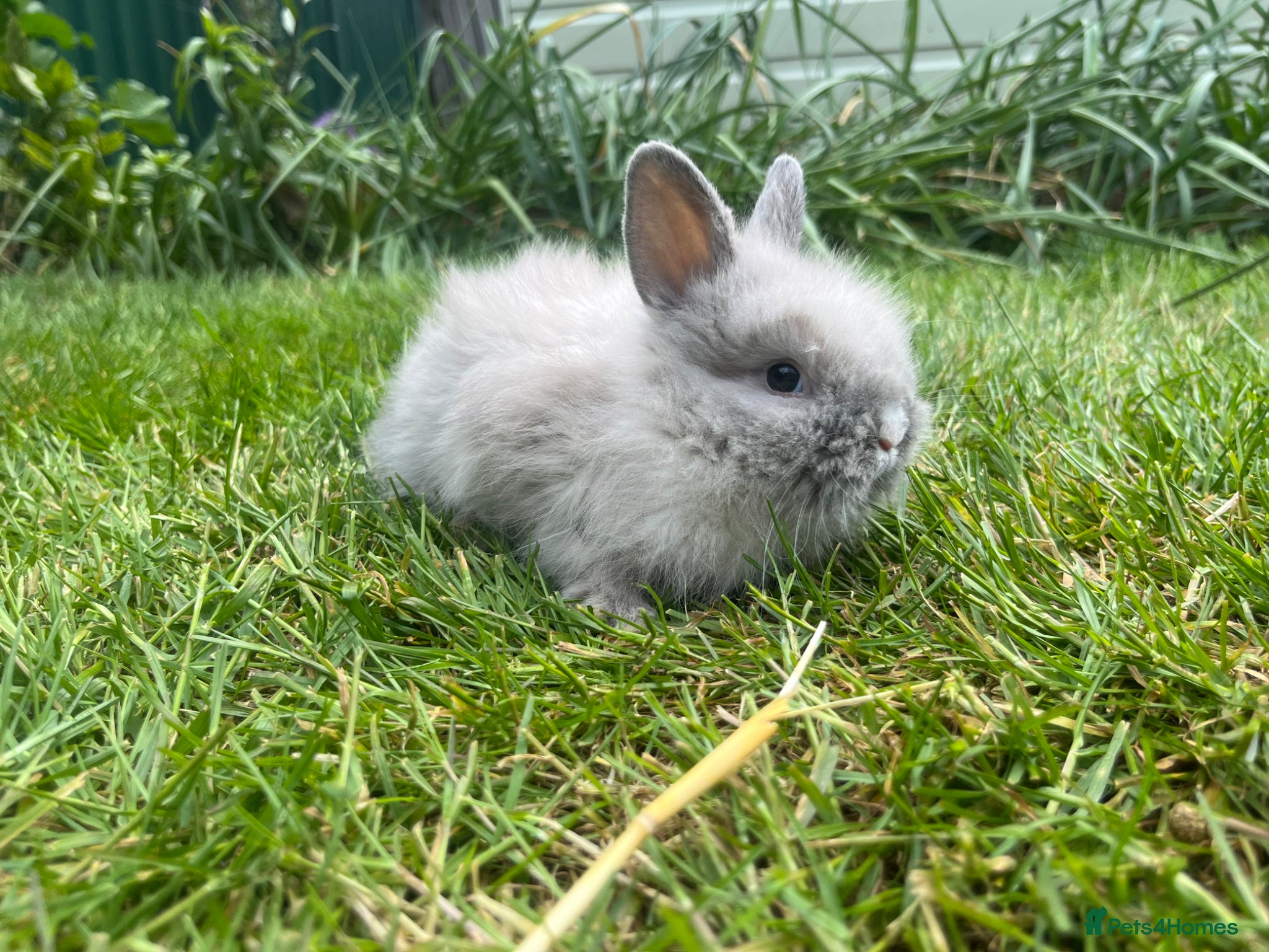 Lionhead rabbits Beautiful mini double maned lionheads  - Advert 2