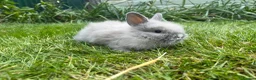Lionhead rabbits for sale: Beautiful mini double maned lionheads  - Advert 2