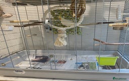 Cockatiels birds for sale: Beautiful Lutino Female Cockateil - Image 7