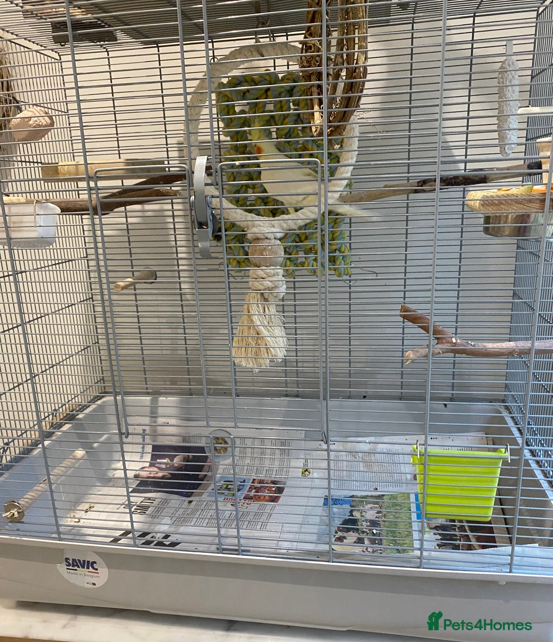 Cockatiels birds for sale: Beautiful Lutino Female Cockateil - Image 7