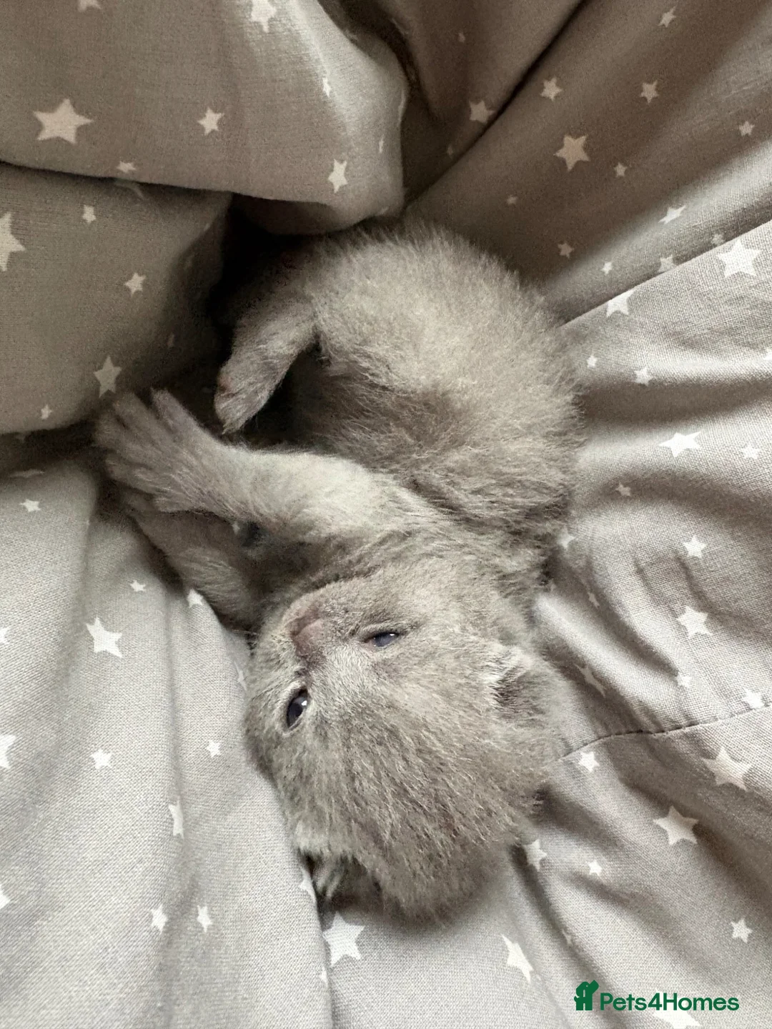 British Shorthair cats for sale: Last beautiful grey bsh girl  - Advert 2