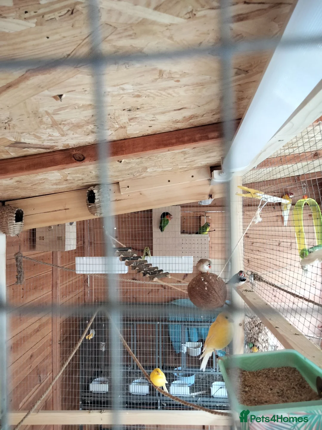 Parakeets birds for sale: Birds  in Ammanford - Advert 5