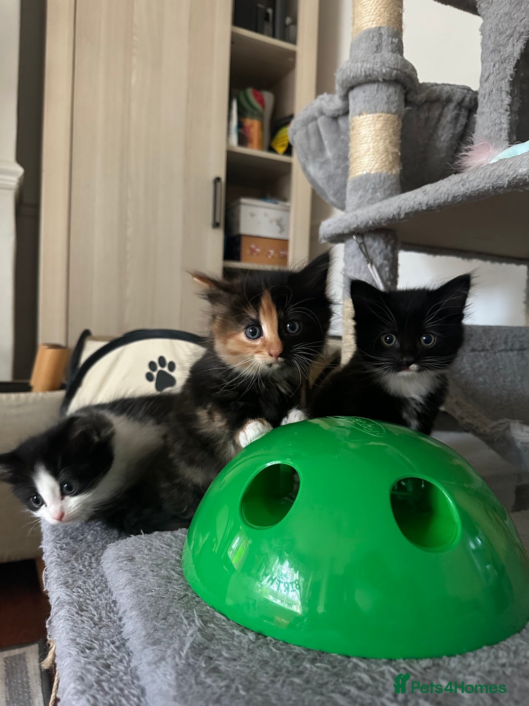 Mixed Breed cats for sale: 4 Beautiful Fluffy Kittens 3males & 1female 😻 - Image 5