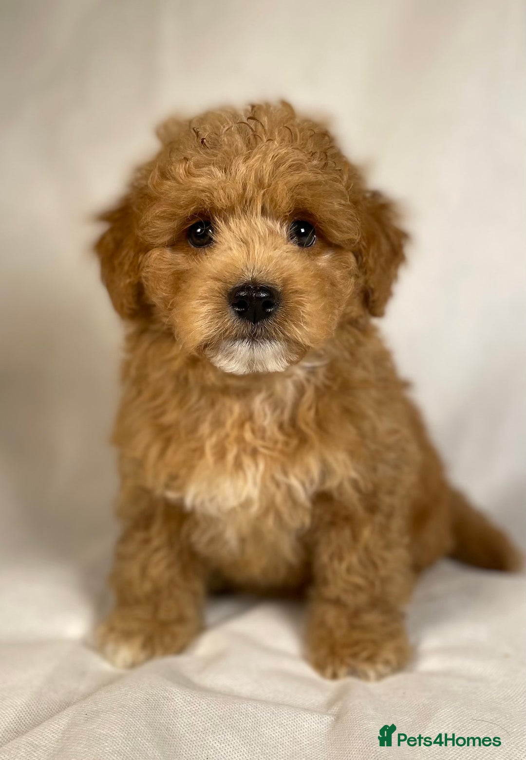 Toy Poodle dogs for stud: Exquisite Proven KC Red Stud DNA Clear Eye Tested - Advert 13