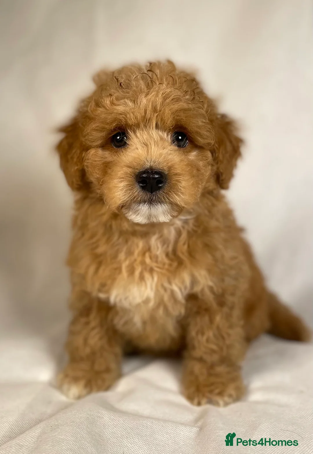 Toy Poodle dogs for stud: Exquisite Proven KC Red Stud DNA Clear Eye Tested - Advert 13