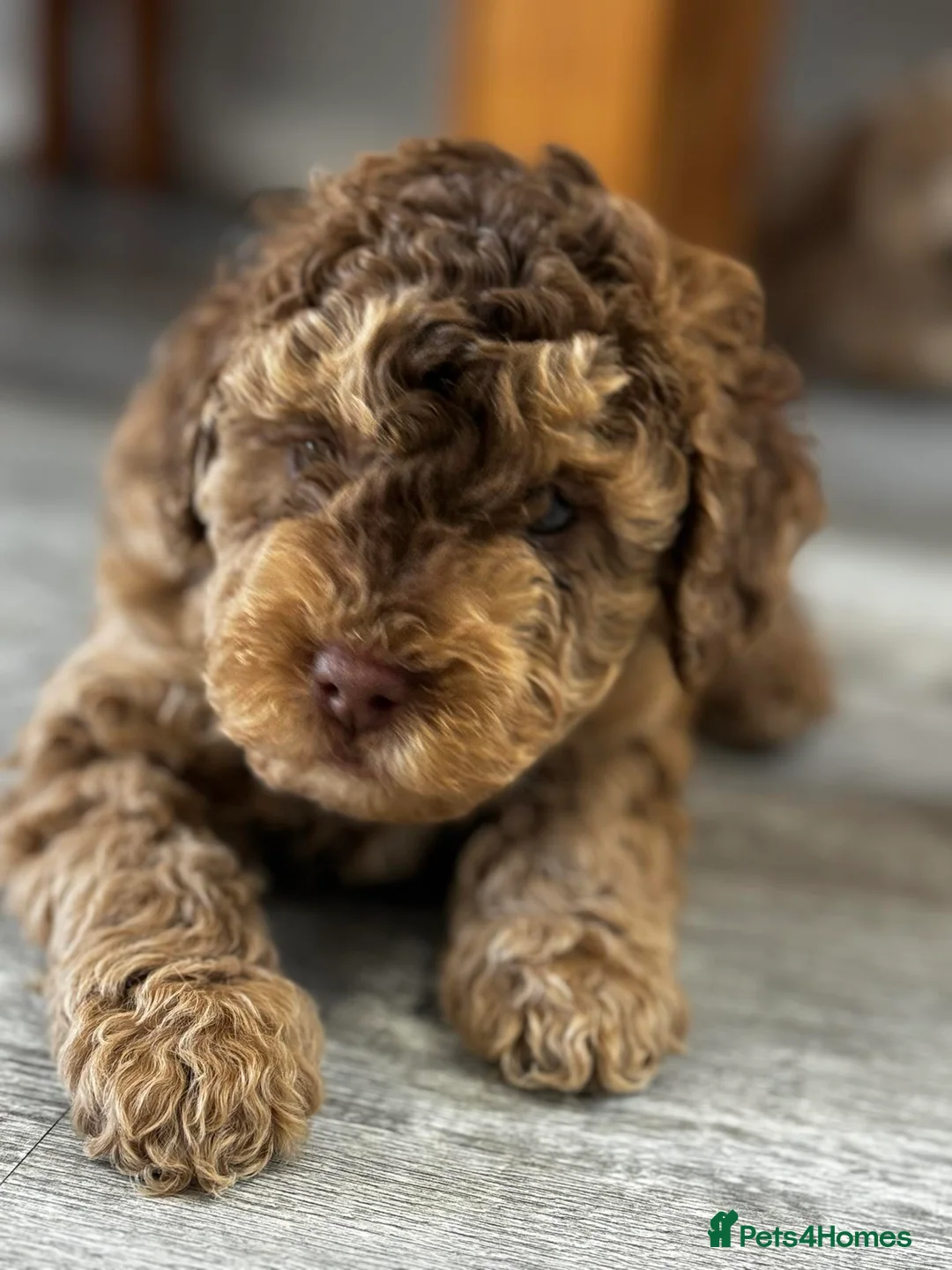 Cockapoo dogs for stud: Cockapoo for stud not for sale  in Taunton - Advert 5