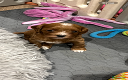 Cavapoo dogs for sale: Merlesque ⭐️⭐️⭐️⭐️⭐️F1 Cavapoos 200 DNA - Image 2