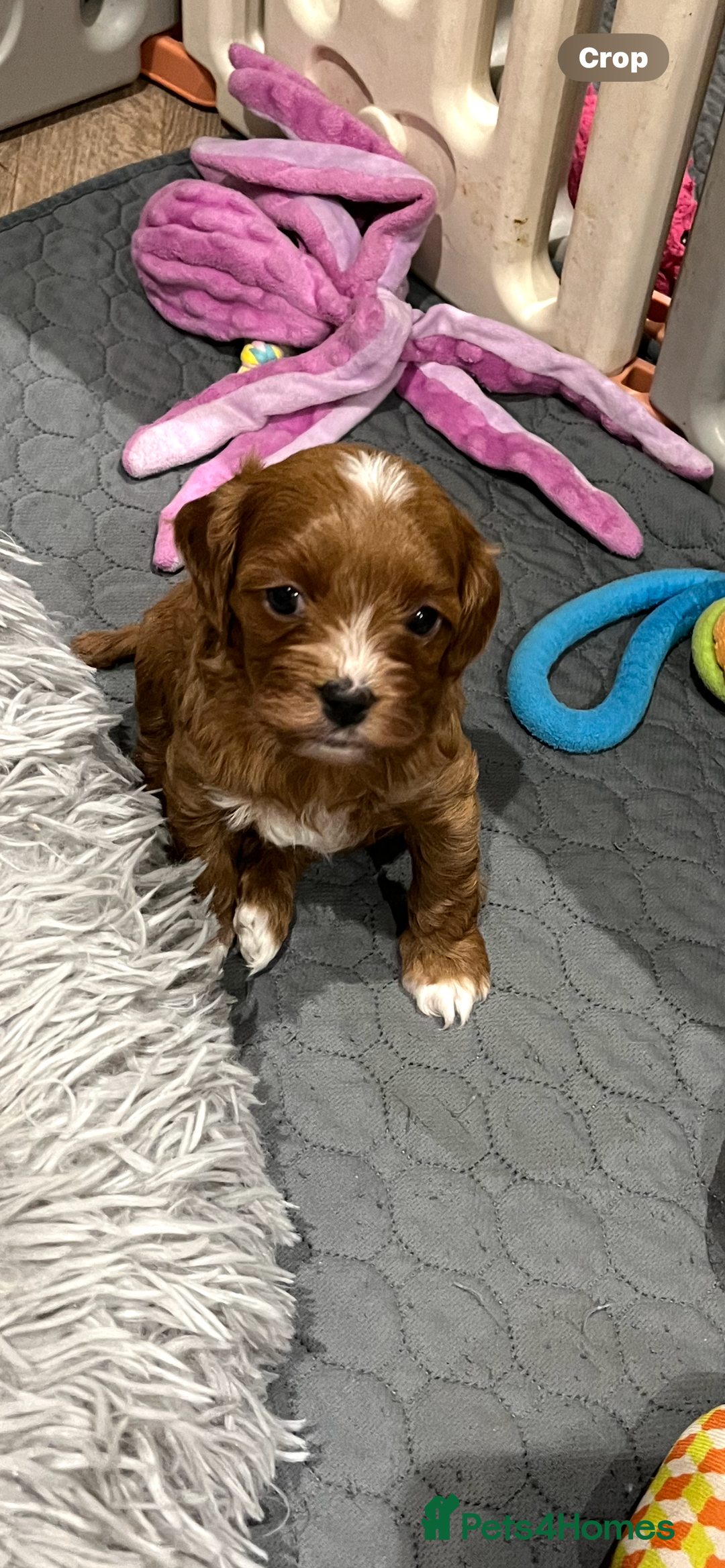 Cavapoo dogs for sale: Merlesque ⭐️⭐️⭐️⭐️⭐️F1 Cavapoos 200 DNA - Image 2