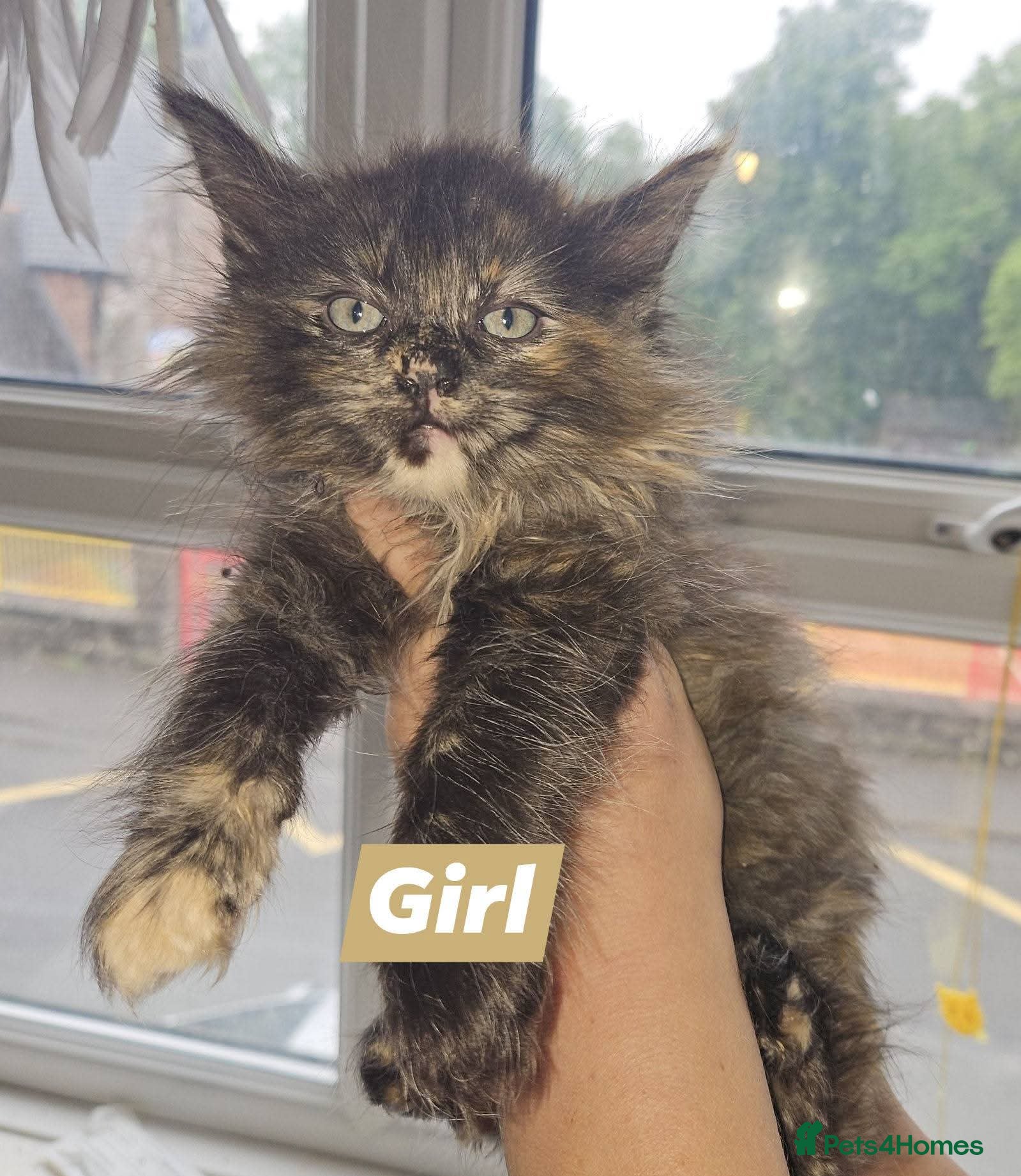 Girl 4