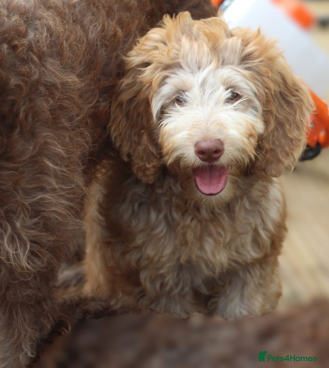 Labradoodle dogs for sale: ✔️The work has been done choose your breeder right - Image 7