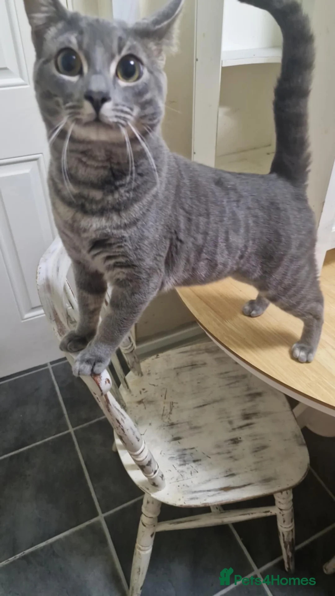 Mixed Breed cats for sale: Bengal cross Russian blue  - Advert 2