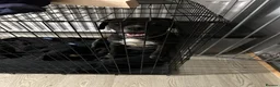 Mixed Breed dogs for sale: Staff cross pressa in Grantham - Advert 1
