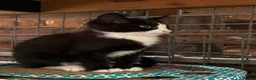 Mixed Breed cats for sale: Sweetest little guys needing own laps to pad  - Advert 4