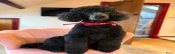 Standard Poodle dogs for sale: Looking for a loving forever Home ❤️ free - Advert 1