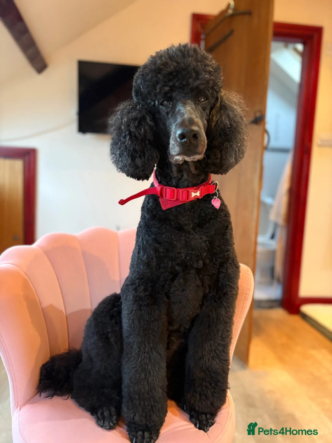 Standard Poodle dogs for sale: Looking for a loving forever Home ❤️ free - Advert 1