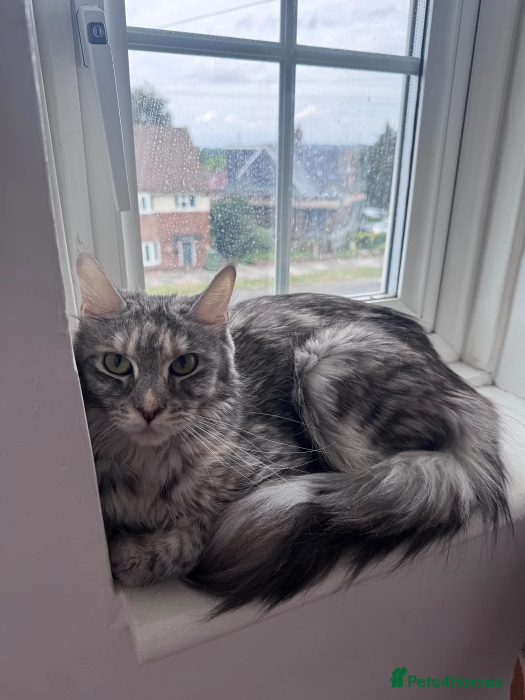 Maine Coon cats for sale: Female Maine Coon  - Advert 1