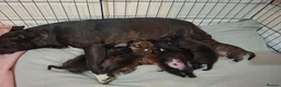 Staffordshire Bull Terrier dogs for sale: Beautiful Staffordshire bull terrier pups ❤️🐶 - Advert 18