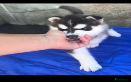 Siberian Husky dogs for sale: Gorgeous Siberian Husky pups %100 socialized - Advert 11