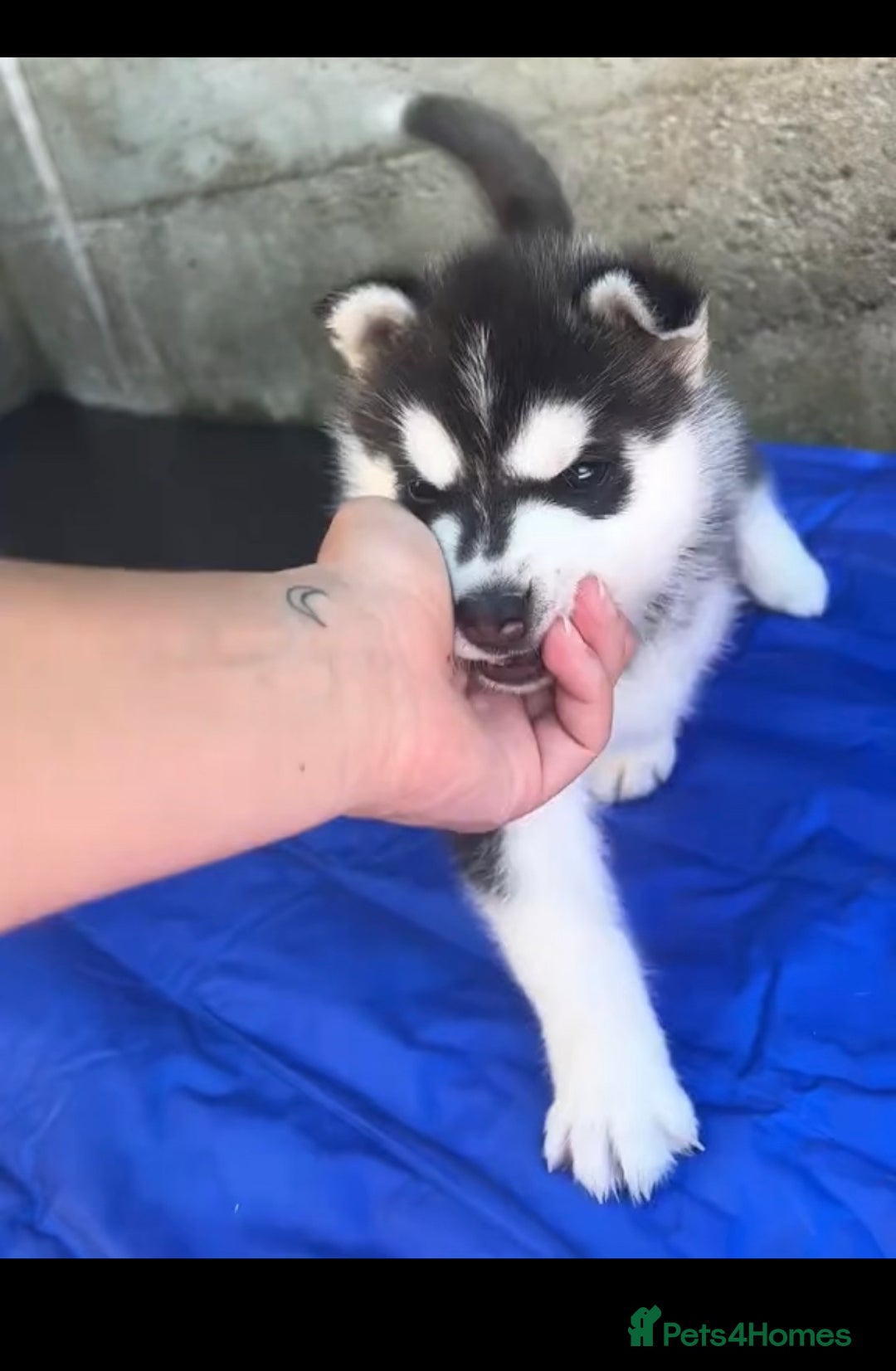 Siberian Husky dogs for sale: Gorgeous Siberian Husky pups %100 socialized - Advert 11
