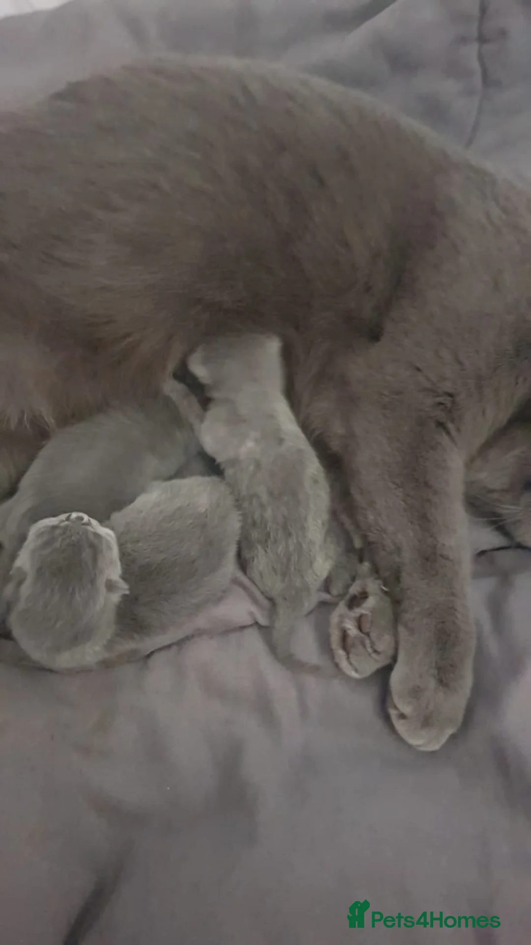 British Shorthair cats for stud: 🐈‍⬛ GIZZY THE STUD 🐈‍⬛ GCCF AND TICA REGISTERED  in Solihull - Advert 6