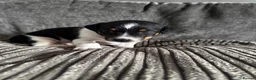 Jack Russell dogs for sale: Jack Russell  in Aylesford - Advert 16
