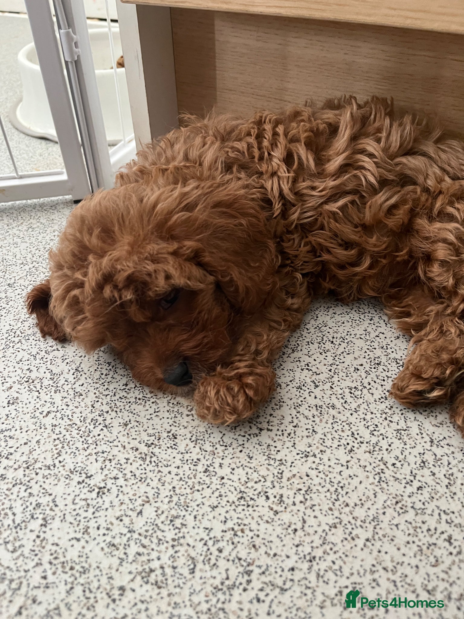 Cavapoo dogs Fully Health Tested F1 Cavapoo’s *1 BOY LEFT* - Advert 2