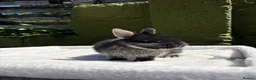Netherland Dwarf rabbits for sale: Outstanding type and super Friendly  - Advert 9