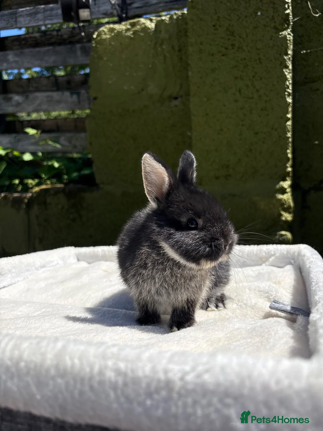 Netherland Dwarf rabbits for sale: Outstanding type and super Friendly  - Advert 9