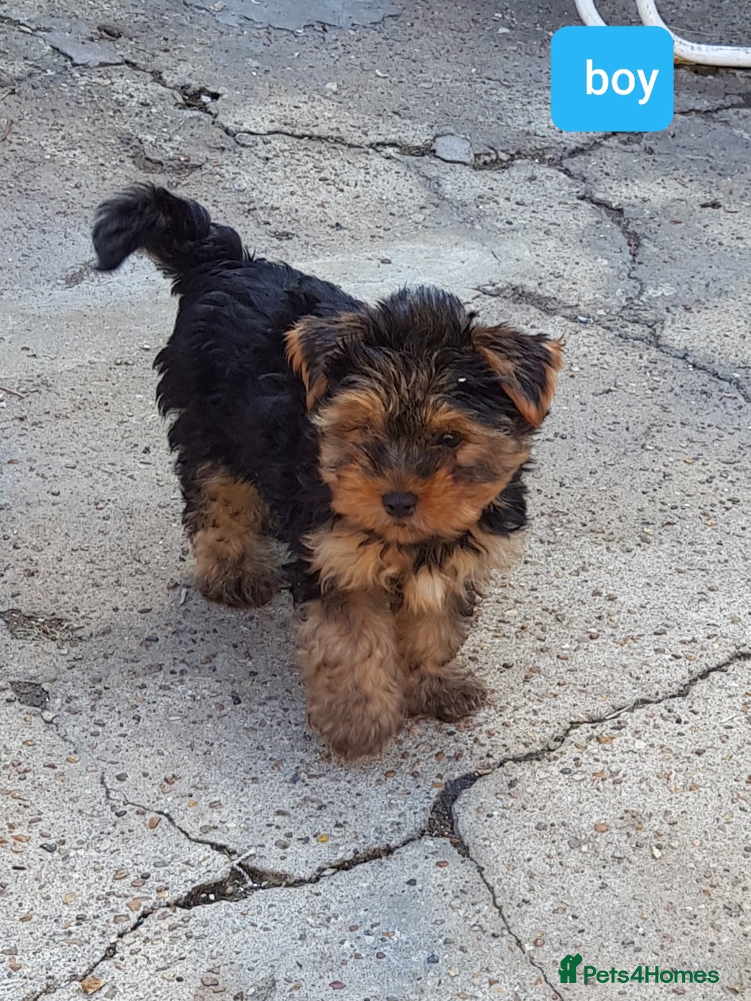 Yorkshire Terrier dogs for sale: Yorkshire terrier boys 13 weeks old - Image 9
