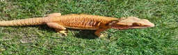 Bearded Dragon reptiles for sale: 2 gorgeous beardies looking for new forever home.  - Advert 4