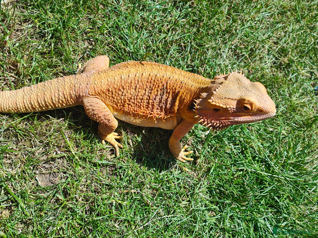 Bearded Dragon reptiles for sale: 2 gorgeous beardies looking for new forever home.  - Advert 4