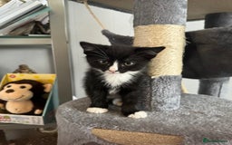 Mixed Breed cats for sale: Kitten  - Image 3