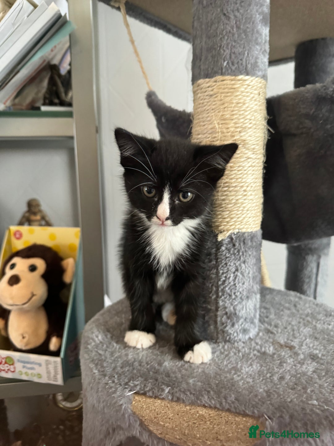 Mixed Breed cats for sale: Kitten  - Image 3