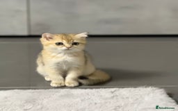 British Shorthair cats for sale: Top quality Champion Gccf british shorthair - Image 25