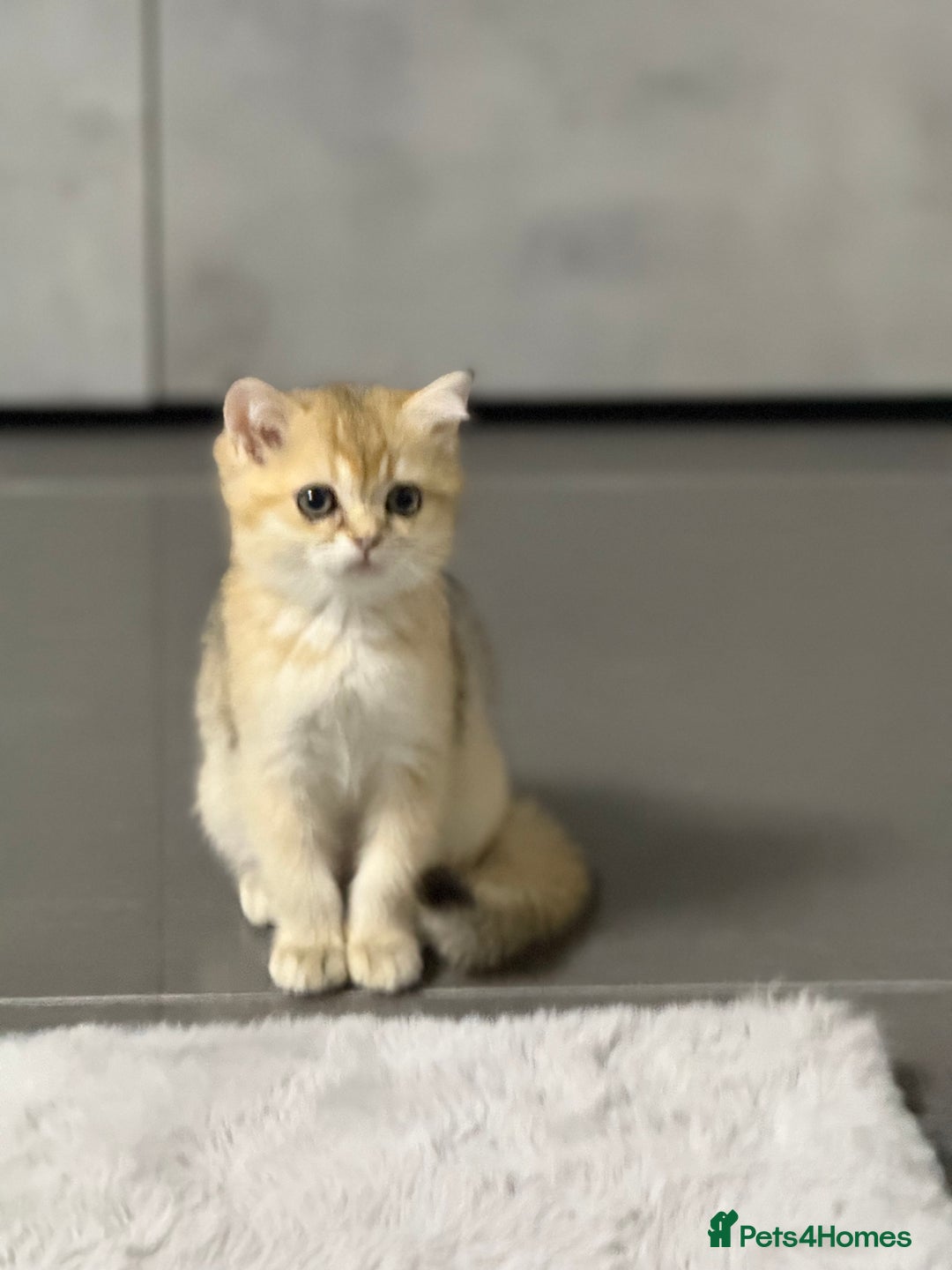 British Shorthair cats for sale: Top quality Champion Gccf british shorthair - Image 25