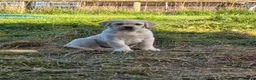 Goldador dogs for sale: Gorgeous Goldador puppies in Leominster - Advert 8