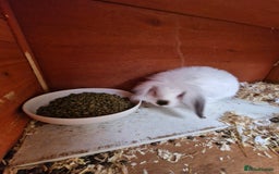 Lionhead rabbits for sale: Male Lionhead looking for his loving home  - Image 6