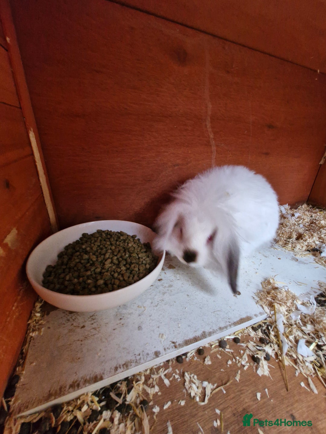 Lionhead rabbits for sale: Male Lionhead looking for his loving home  - Image 6