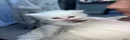 Persian cats for sale: Persian kittens for sale - blue eye beauty  - Advert 13