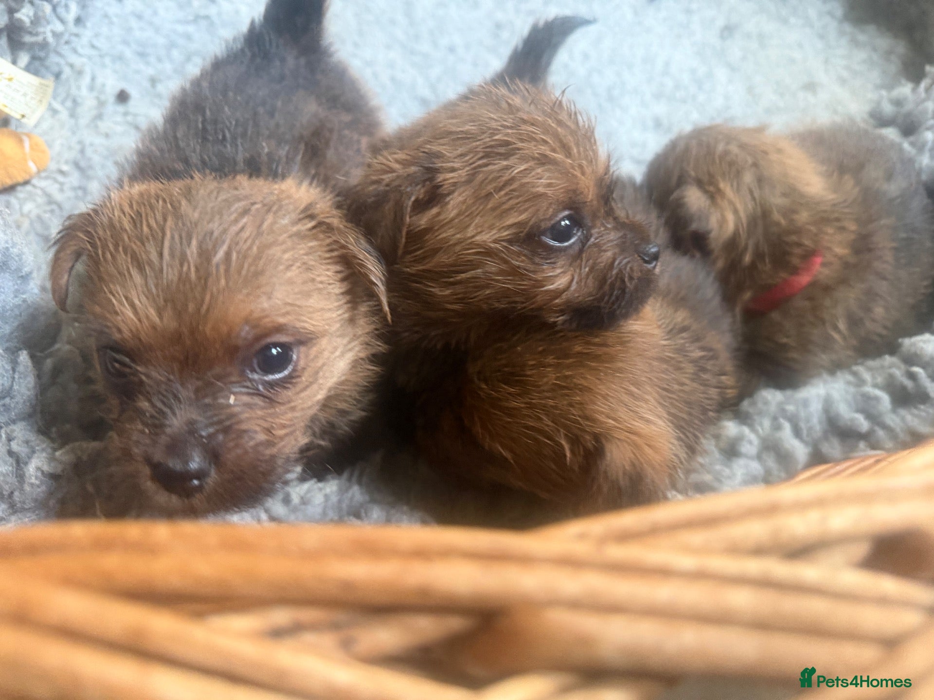 Norfolk Terrier dogs Norfolk Terrier Puppies for Sale – 1 Bitch 3 Dogs - Advert 2