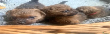 Norfolk Terrier 2