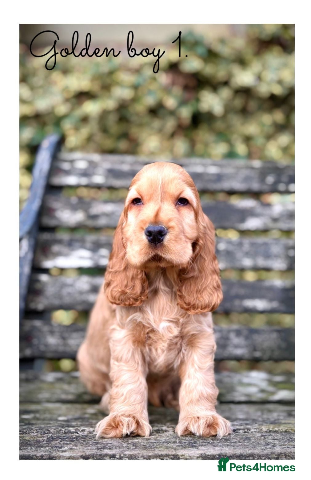 Cocker Spaniel dogs Quality KC Registered Show Cocker Spaniel Puppies - Advert 16
