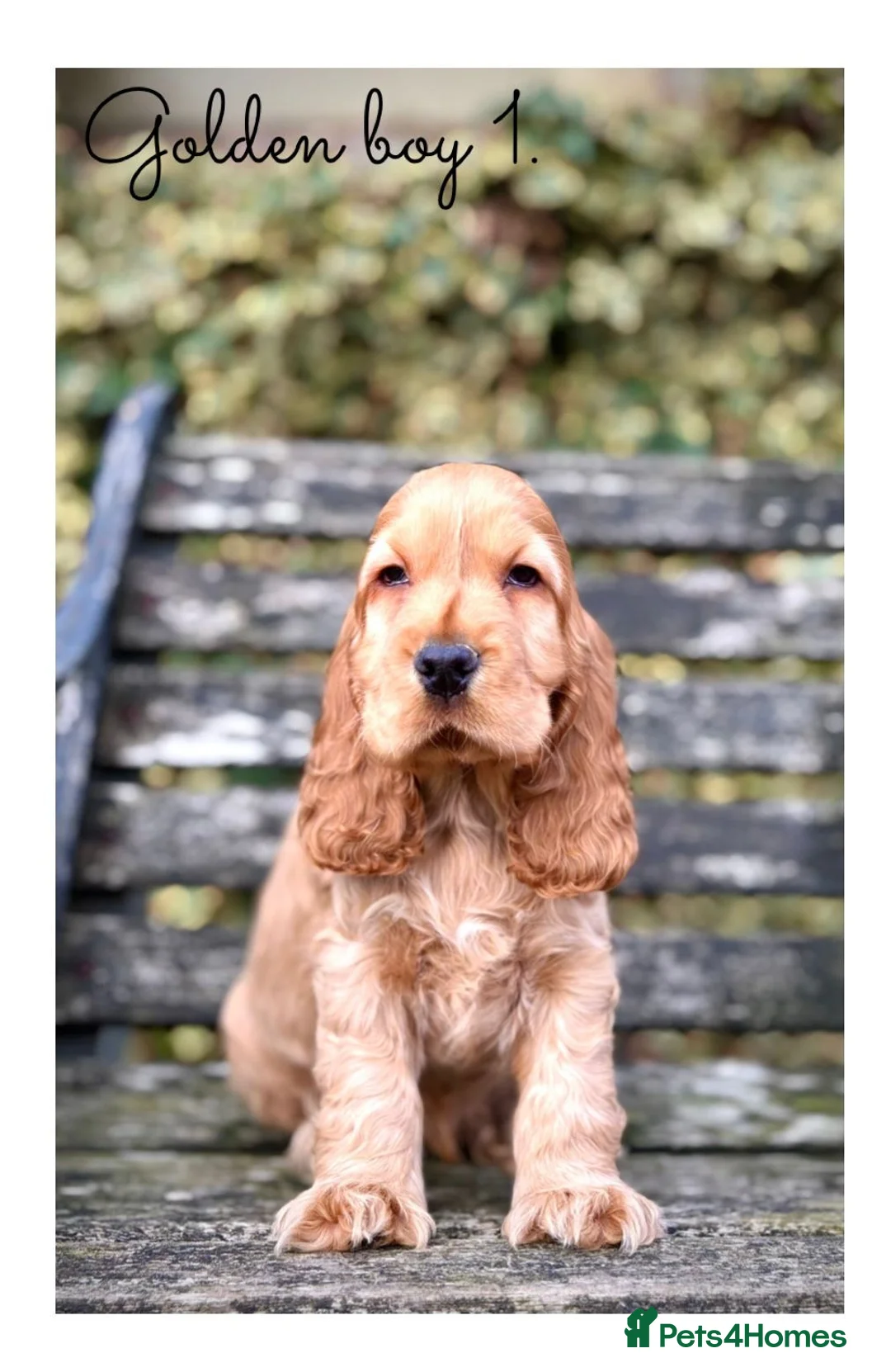 Cocker Spaniel dogs for sale: Quality KC Registered Show Cocker Spaniel Puppies - Advert 1