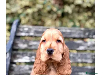Cocker Spaniel dogs Quality KC Registered Show Cocker Spaniel Puppies - Advert 14