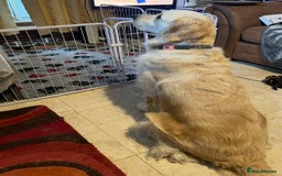 Golden Retriever dogs for sale: Rare & wonderful petite golden retrievers - Image 33