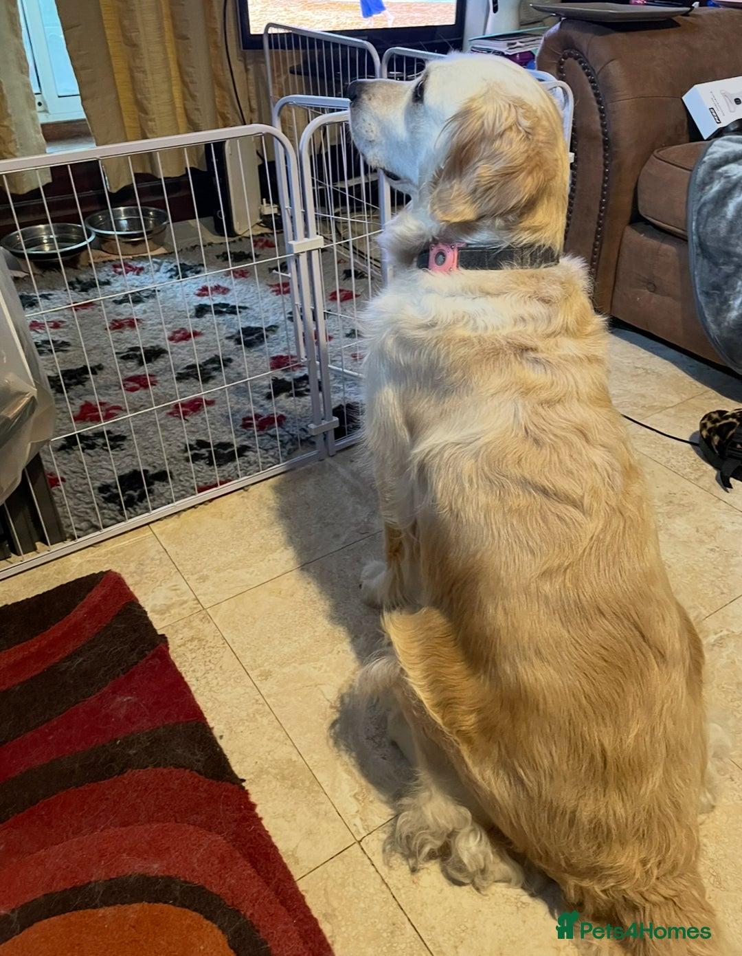 Golden Retriever dogs for sale: Rare & wonderful petite golden retrievers - Image 33