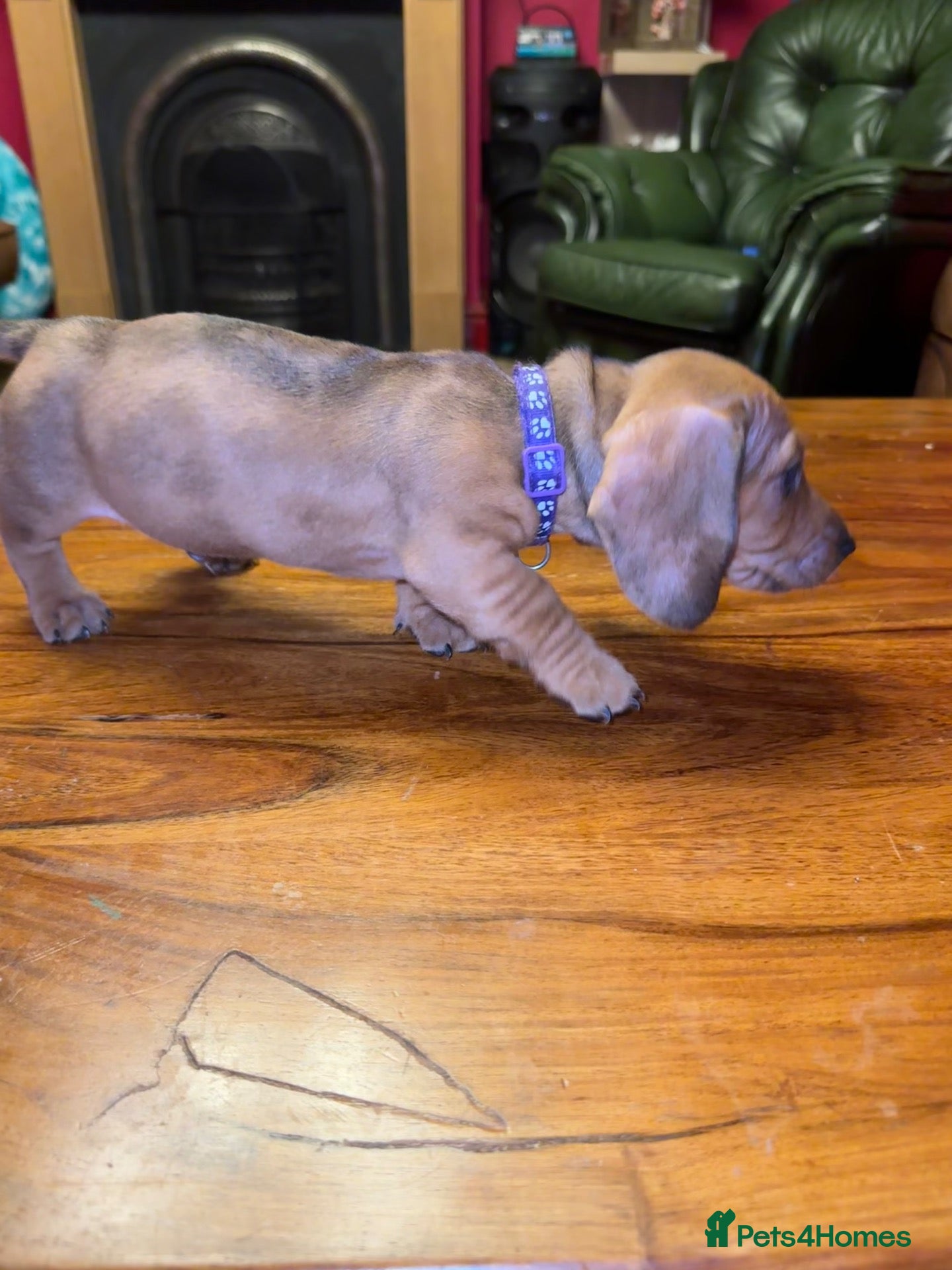 Miniature Dachshund dogs 3 male Miniature Dachshunds for sale - Advert 2