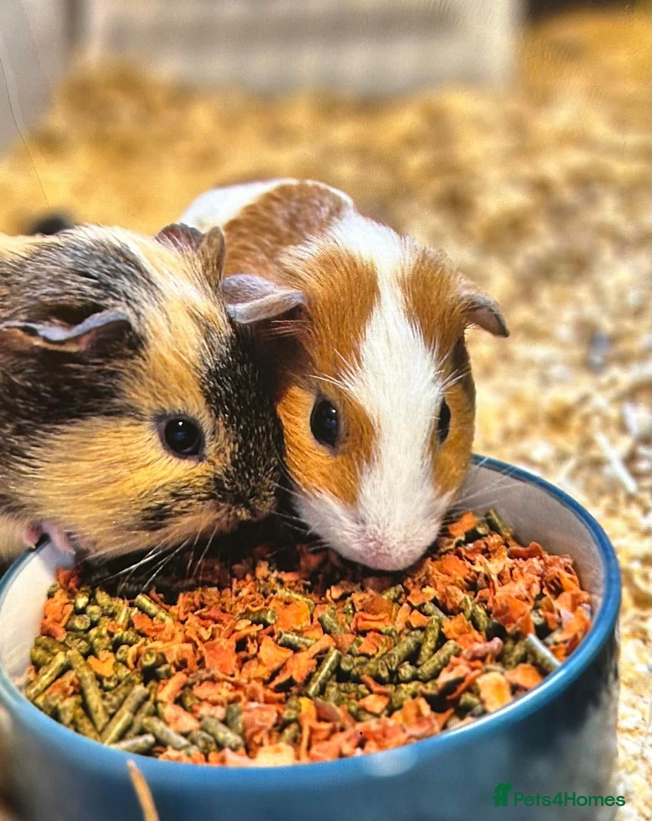 Guinea Pig rodents 2 female guinea pigs  - Advert 8