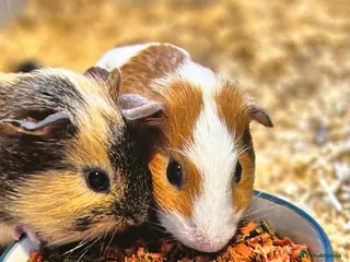 Guinea Pig rodents 2 female guinea pigs - Advert 7